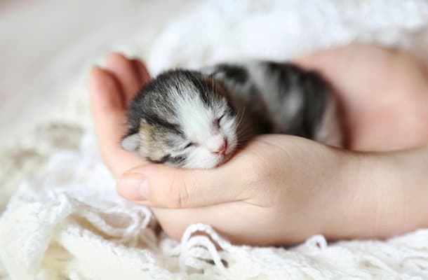 mèo sơ sinh nên ăn gì là tốt nhất