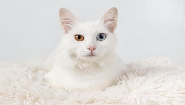 nguồn gốc của mèo angora
