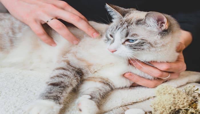 nguyên nhân khiến mèo bị căng sữa
