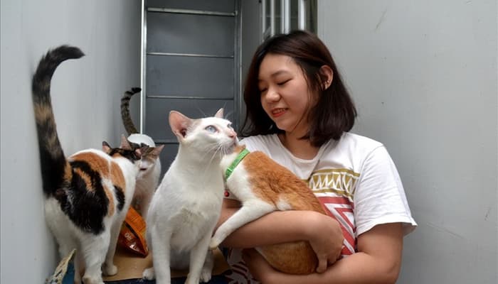 nuôi mèo trong không gian kín để mèo không bỏ nhà đi