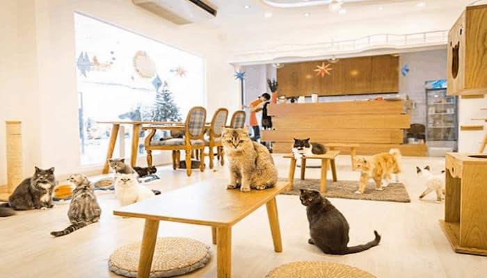 pet ideal coffee tiệm cà phê thú cưng tphcm