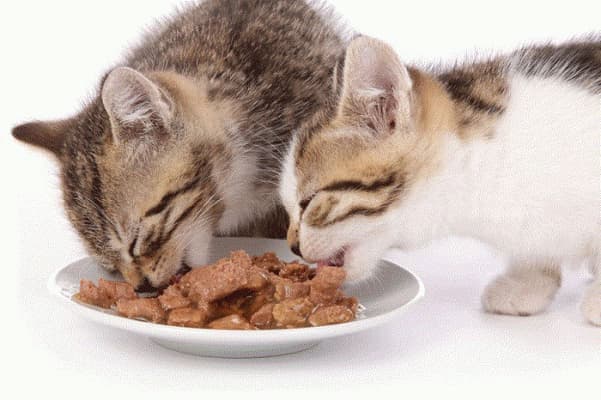 rã đông pate sau khi bảo quản trong tủ lạnh