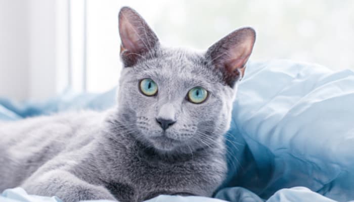 rusian blue là loài mèo đắt nhất thế giới