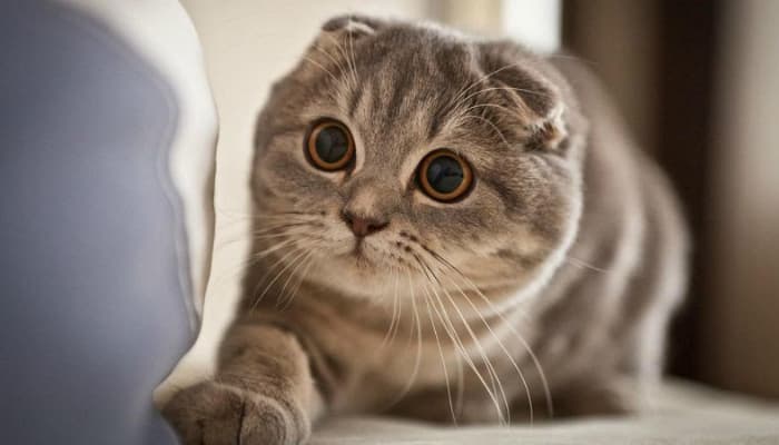 scottish fold tai cụp thuộc top mèo đắt nhất thế giới