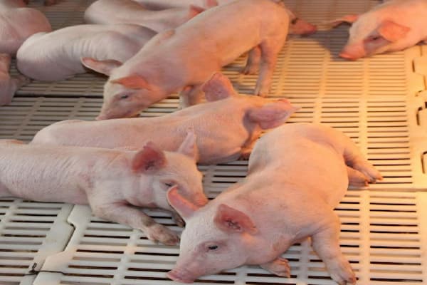 tại sao phải thiến lợn đực con