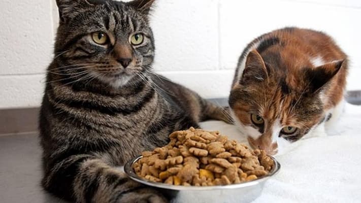 thức ăn hạt được đóng gói sẵn cho mèo chứa hàm lượng dinh dưỡng cao