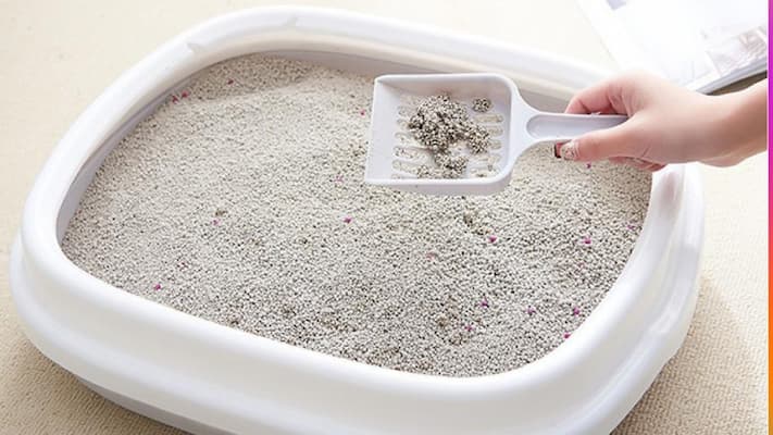 thường xuyên dọn vệ sinh chậu cát của mèo