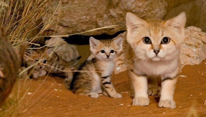 tìm mèo lạc bằng cách gọi tên chúng