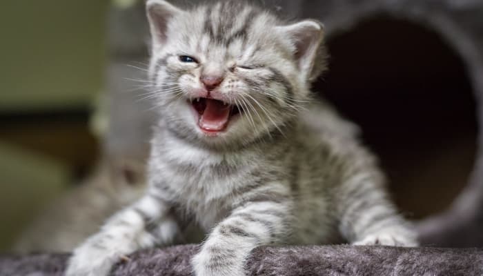 tính tuổi mèo thông qua ngoại hình