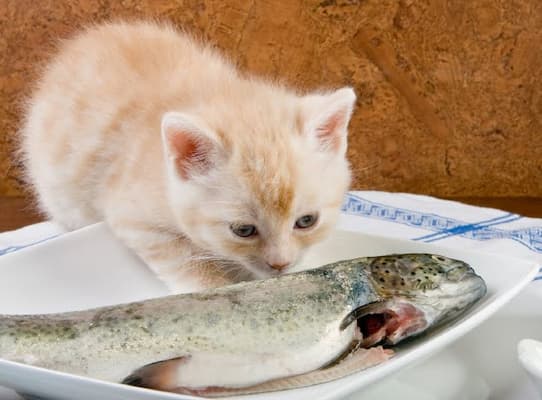 tự chế biến thức ăn tại nhà cho mèo con 2 tháng tuổi