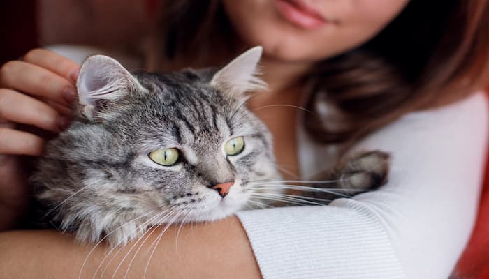 tư thế giữ mèo đúng khi cắt móng
