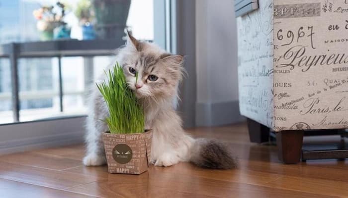 tuổi thọ trung bình của mèo là bao nhiêu