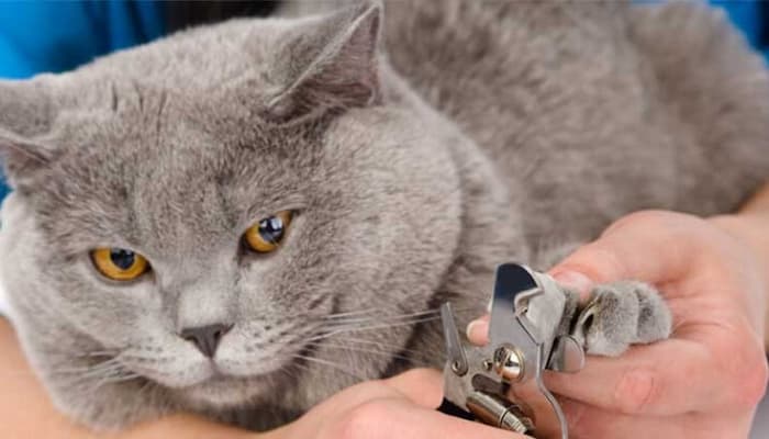 xác định phần móng cần cắt cho mèo
